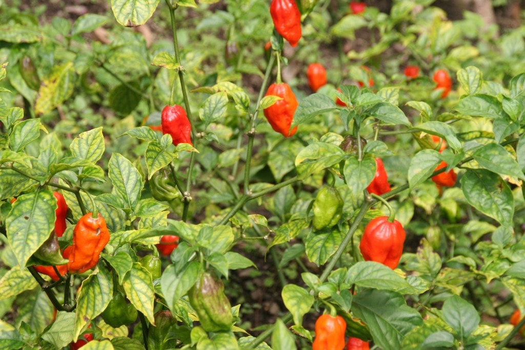Ghosted Foods small-batch production